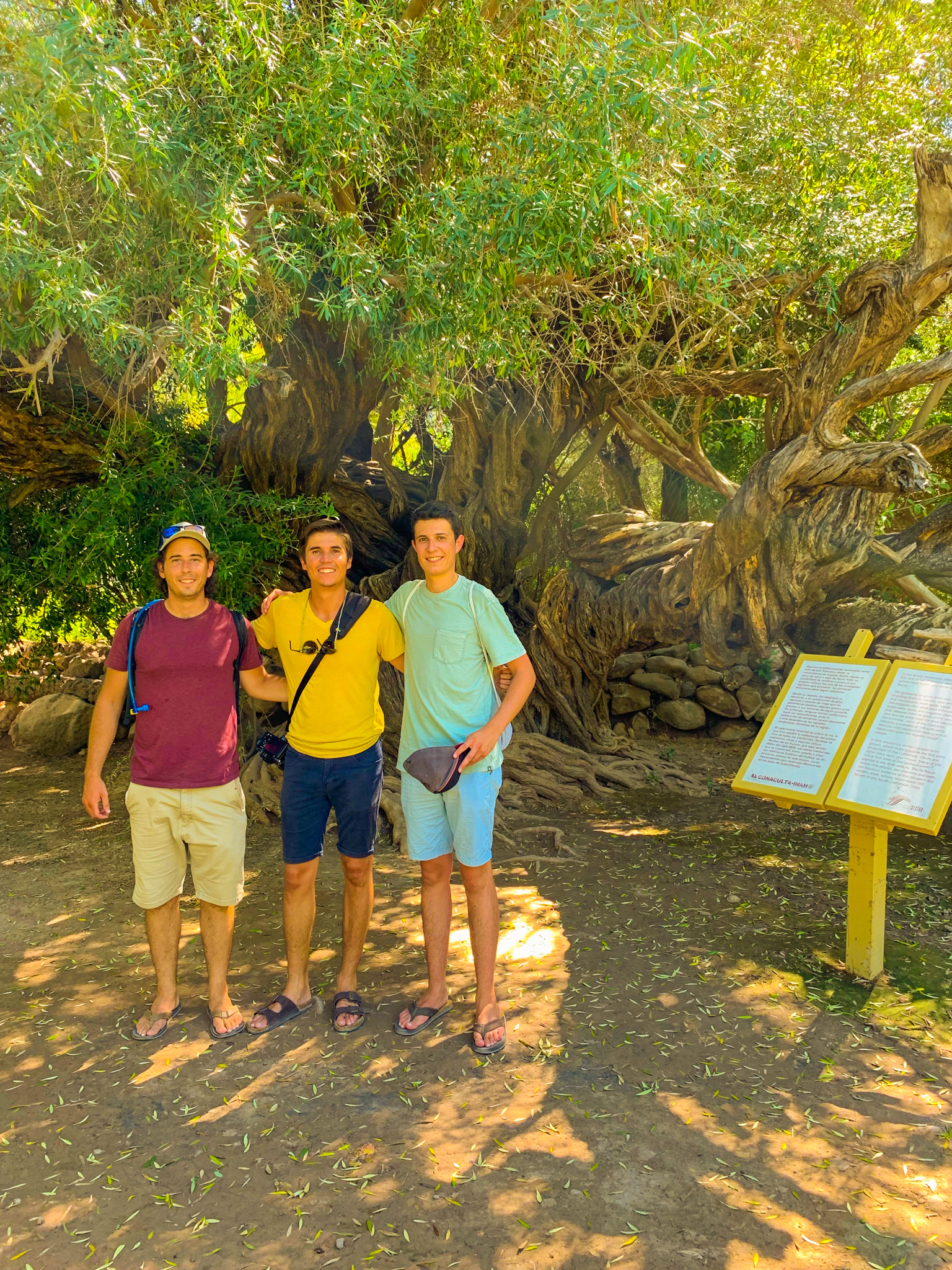 Historic Olive Tree at Mision de San Javier
